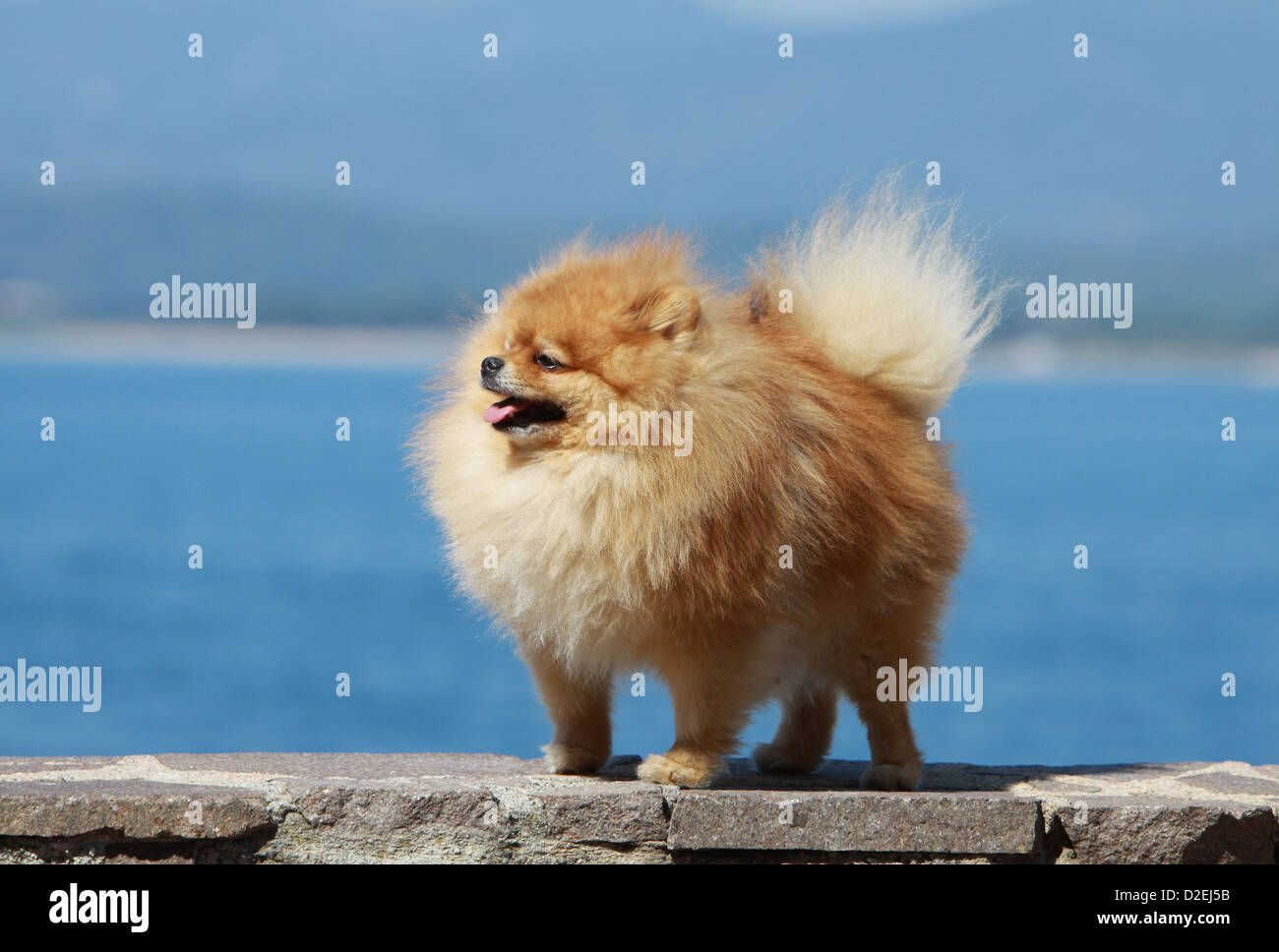 Cane Spitz tedesco / adulto Pomerania (arancione) in piedi su una parete Foto Stock