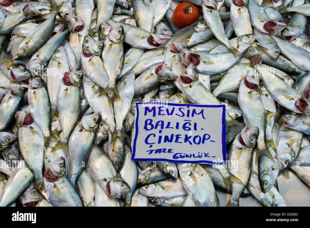 Fresh Bluefish dal Bhosphorous in vendita nel mercato di Tarlabasi, Istanbul. Foto Stock