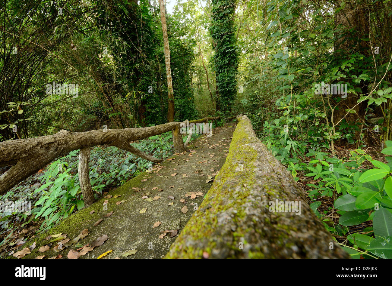 Studio naturale sentiero in Thai parco nazionale Foto Stock