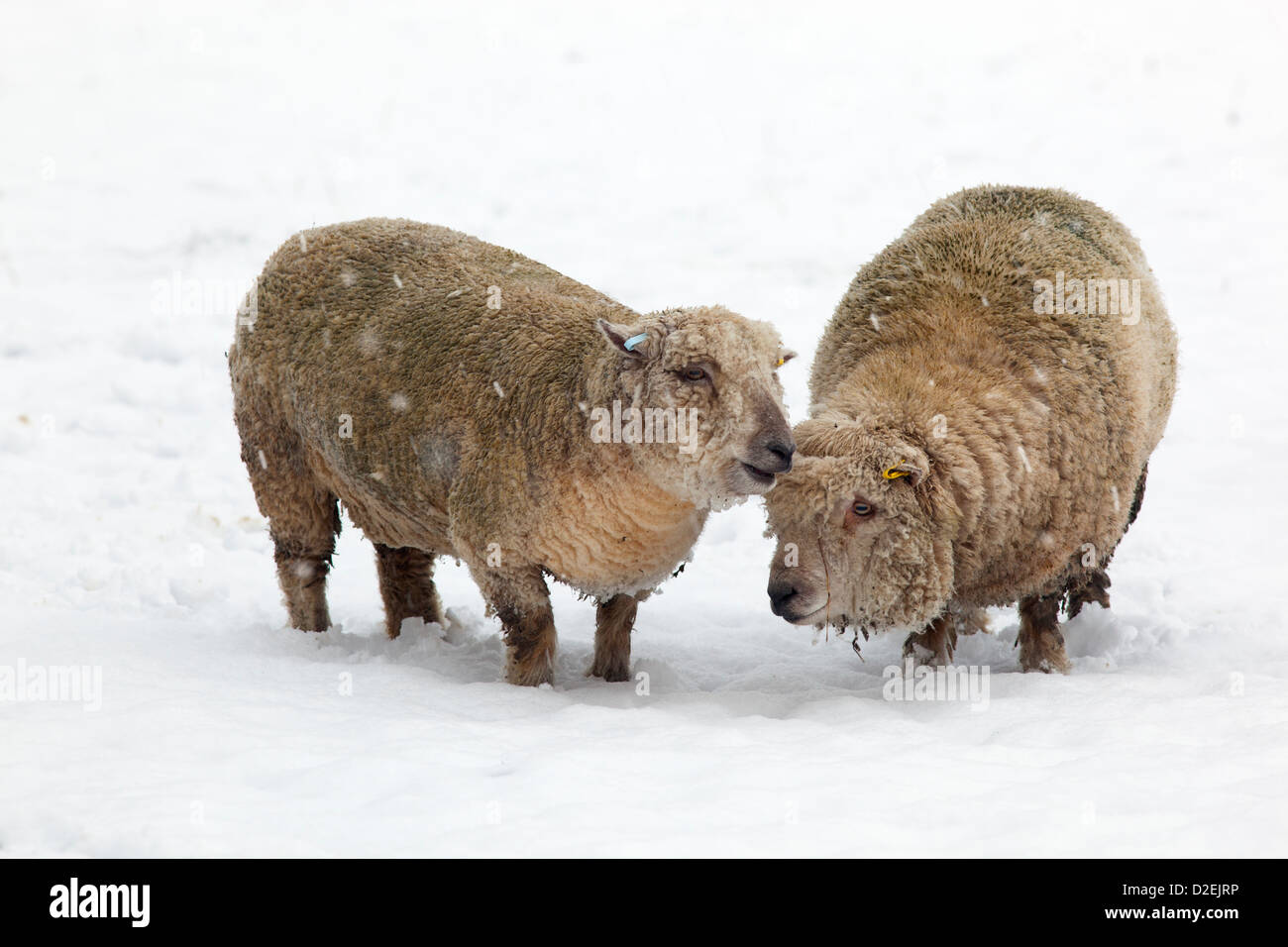 Southdown pecore in coperta di neve campo Foto Stock