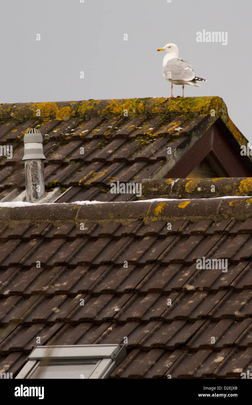 Aringa Gull; Larus argentatus; sul tetto Foto Stock