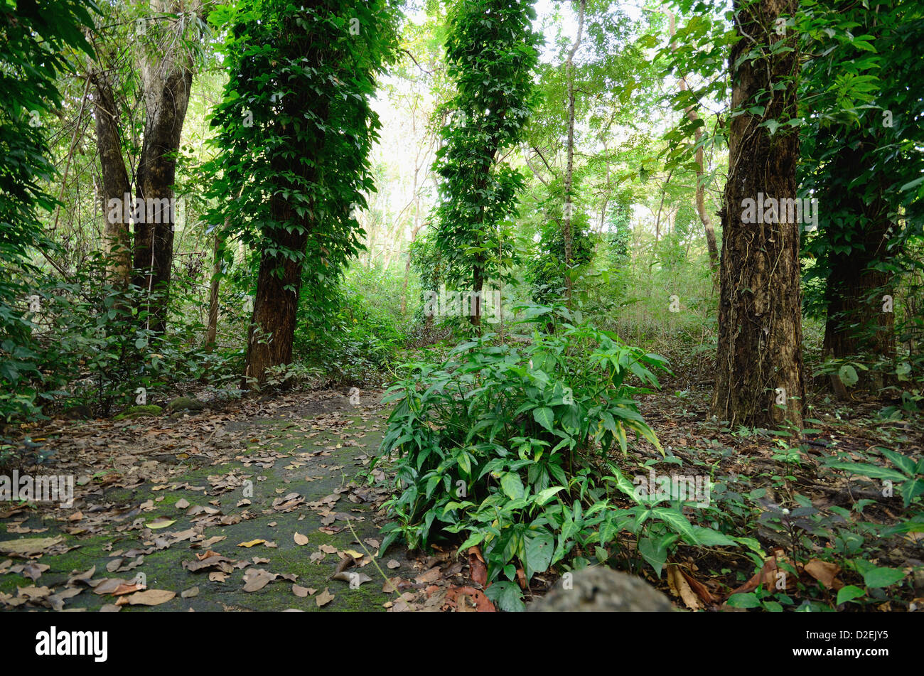 Studio naturale sentiero in Thai parco nazionale Foto Stock
