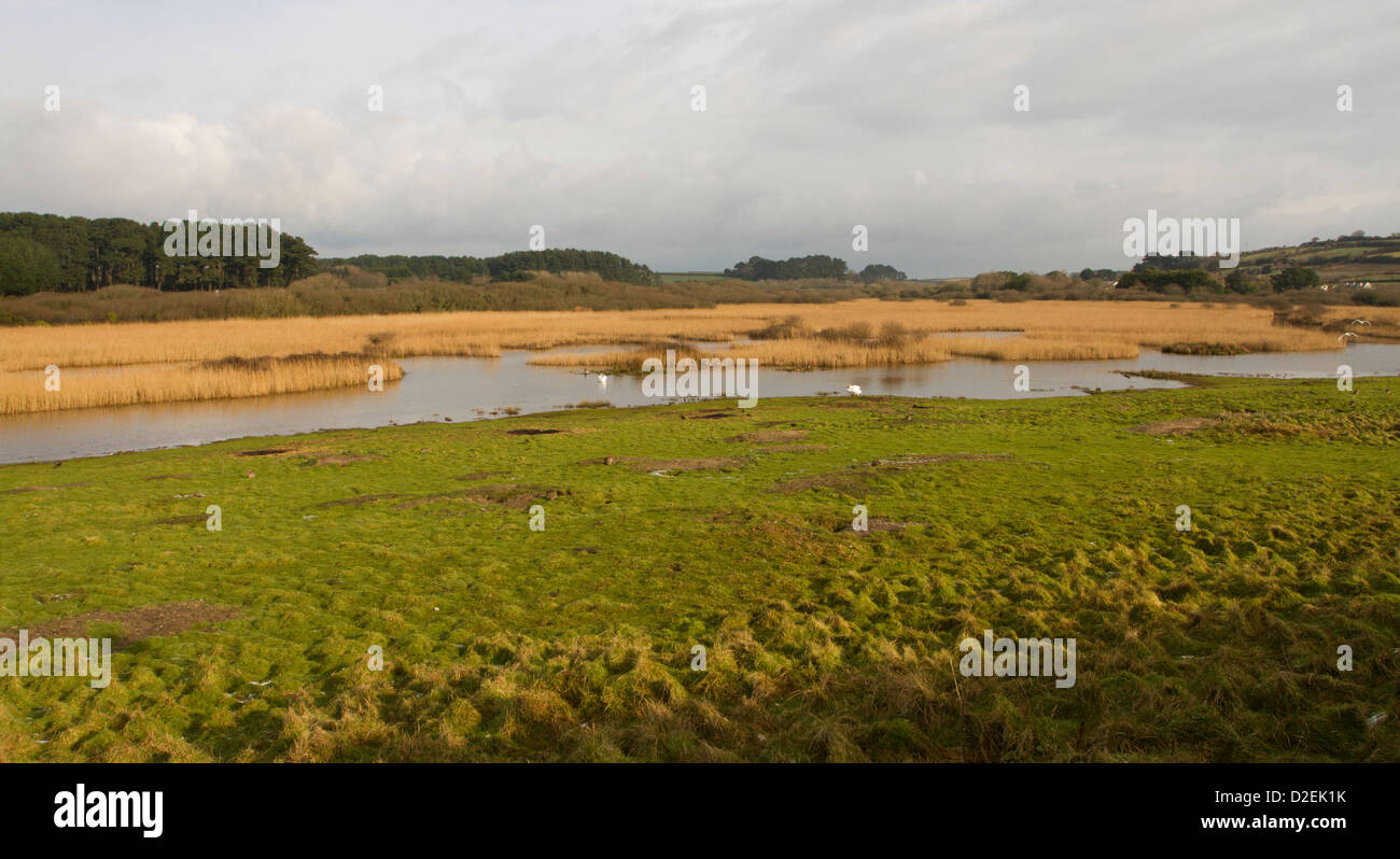 Marazion Marsh RSPB; Cornovaglia; Regno Unito Foto Stock