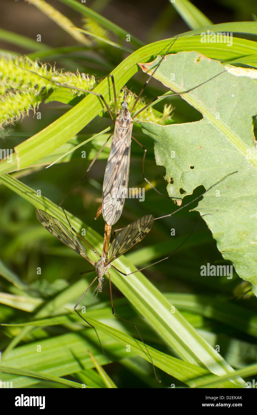 La stagione della riproduzione il maschio e la femmina di appendere fly Foto Stock