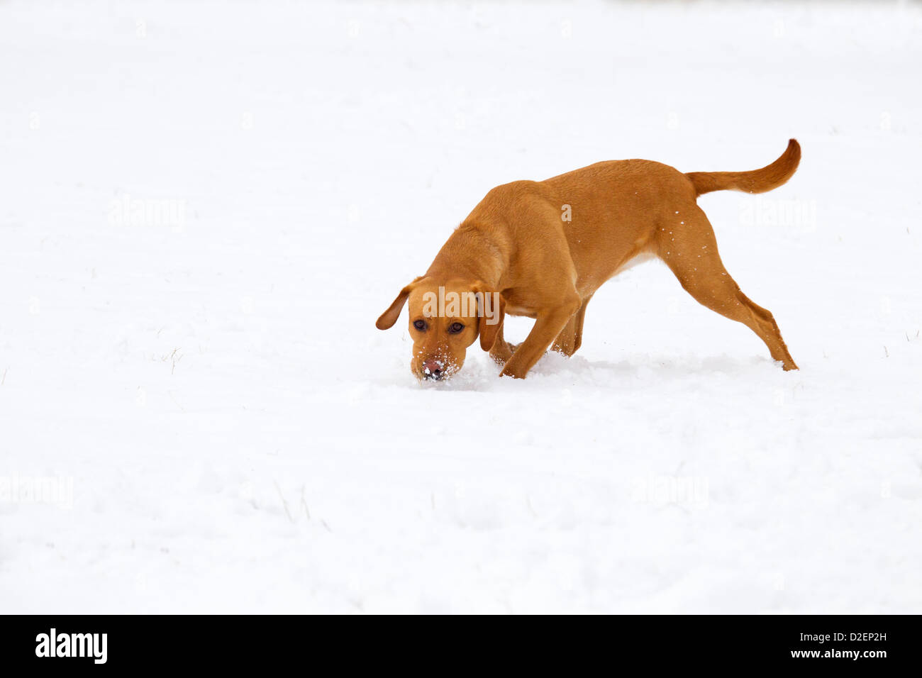 Labrador giallo che gioca nella neve Foto Stock