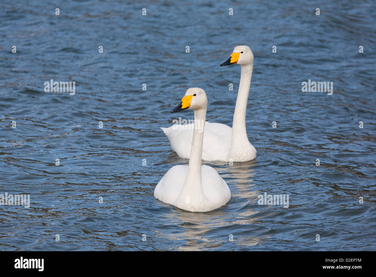 Due bellissimi cigni Whooper, Cygnus cygnus, in Rauma fiume vicino a Åndalsnes, Møre og Romsdal, Norvegia. Foto Stock