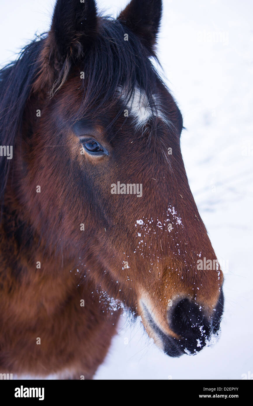 Un pet cavallo in una coperta di neve campo in inverno. Foto Stock