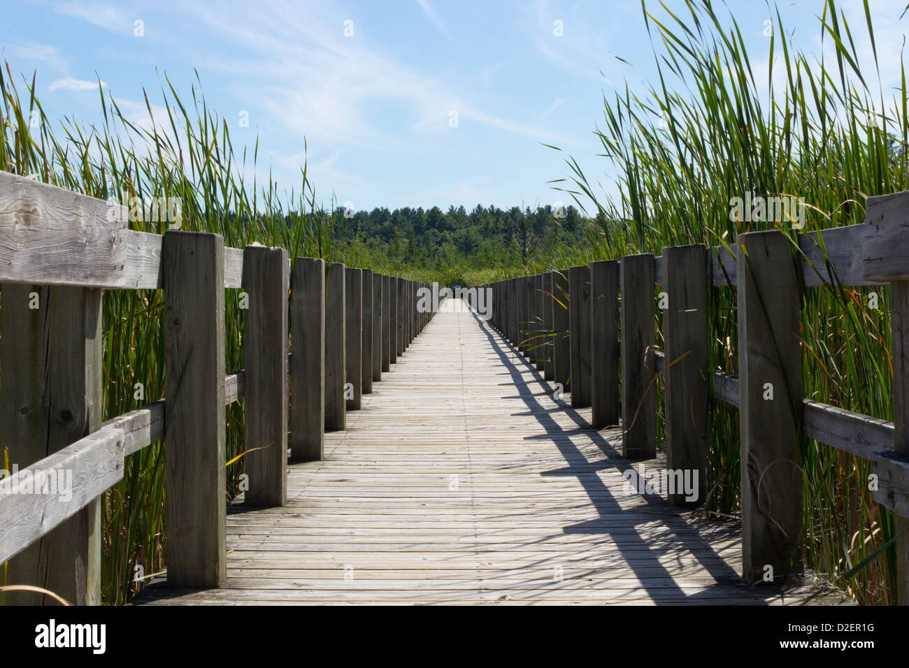 Il Boardwalk oltre la palude Foto Stock