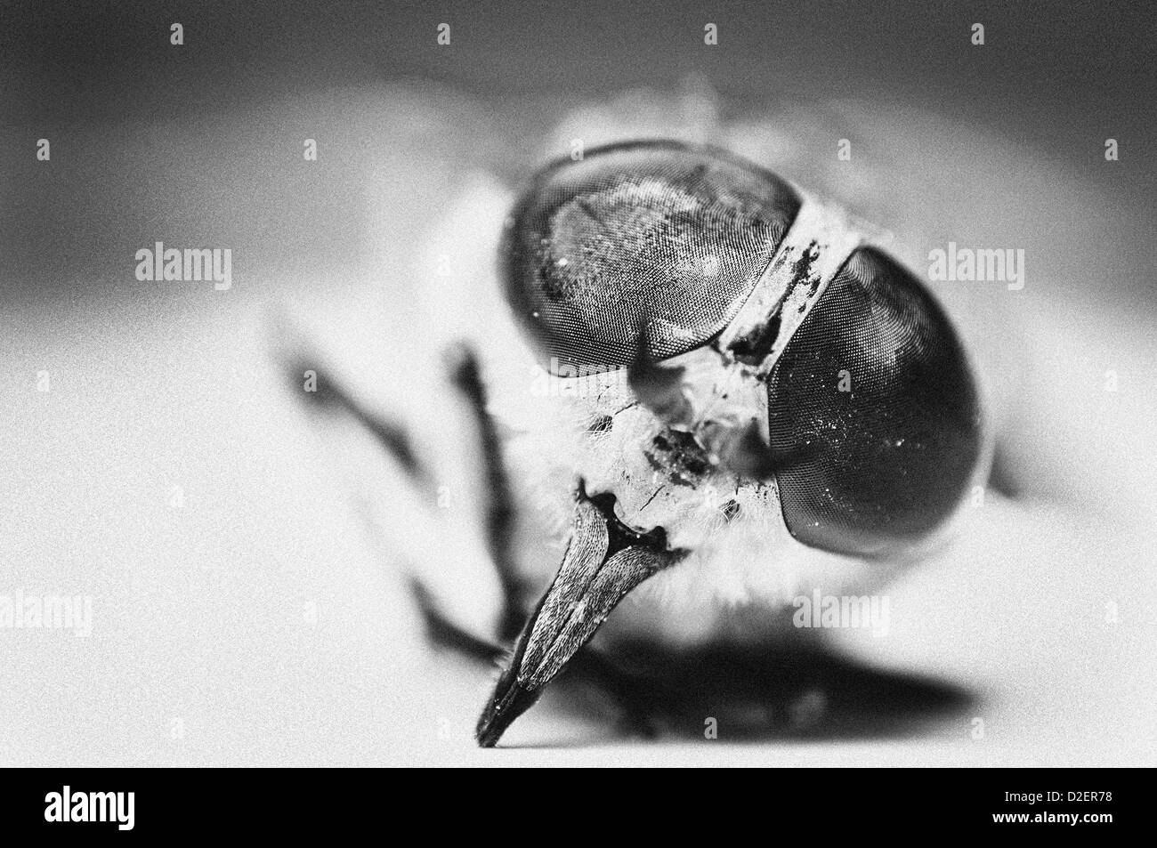 Un'immagine di macro di un bug Foto Stock