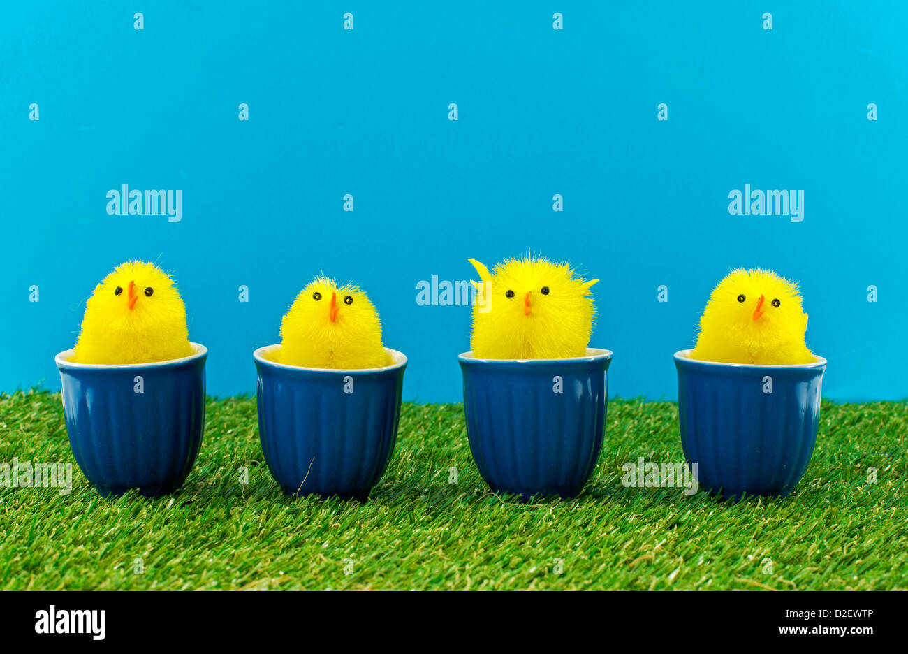 Pasqua anatre in tazze blu su erba verde Foto Stock
