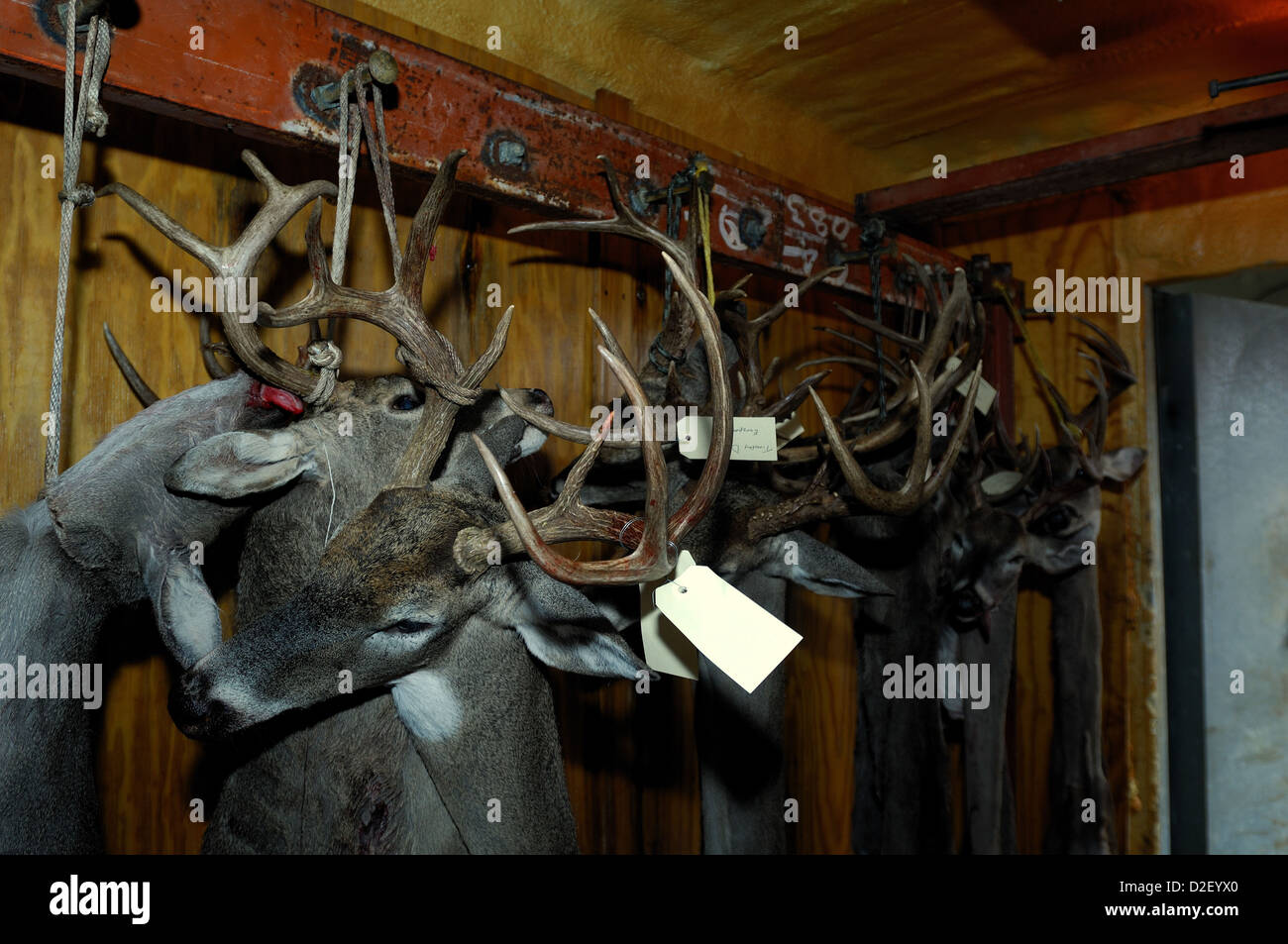 Culbianco deer bucks (Odocoileus virginianus) pronta per la trasformazione in un mercato di carne a Llano Texas Foto Stock