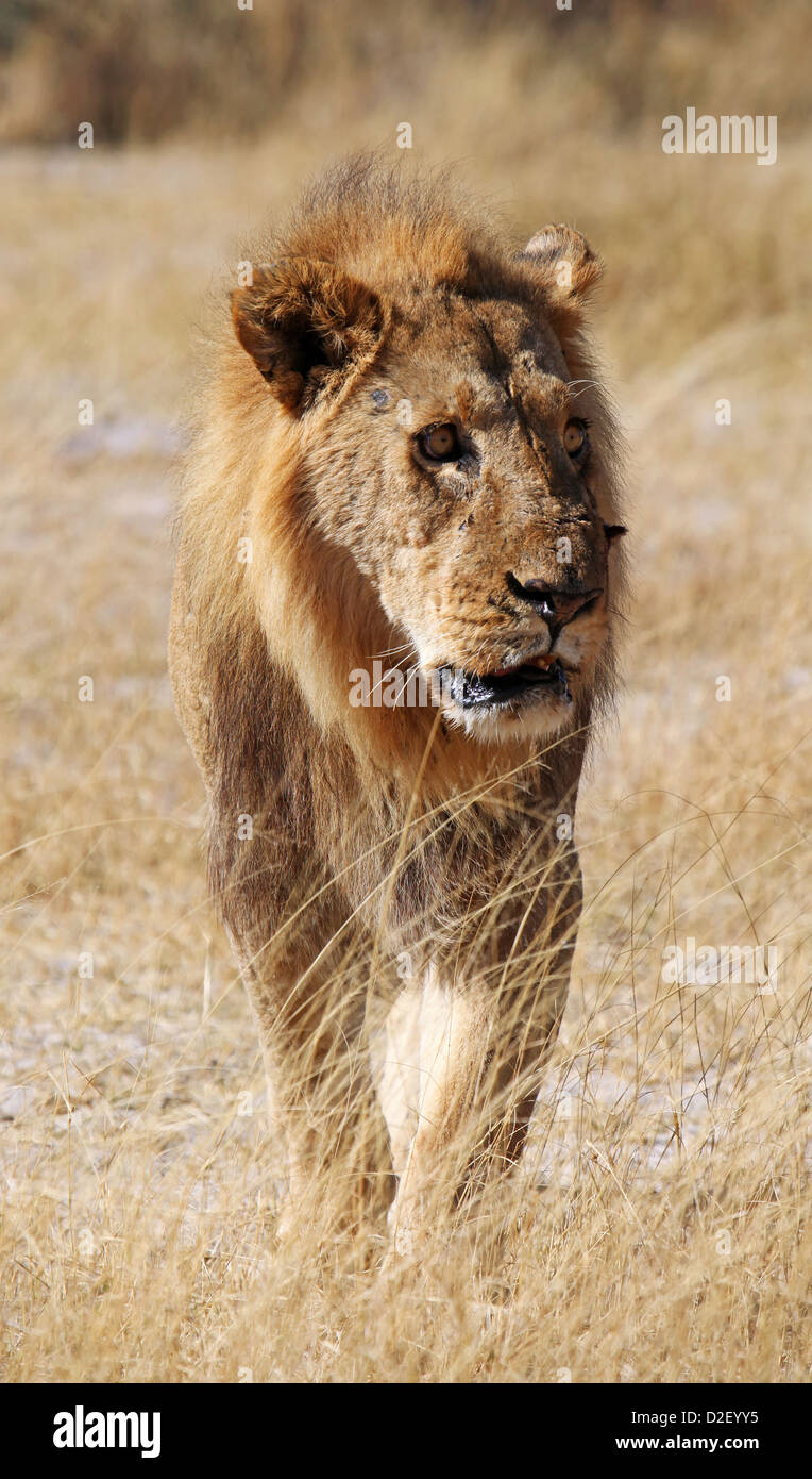 Lion in Moremi Game Reserve, Botsuana Foto Stock