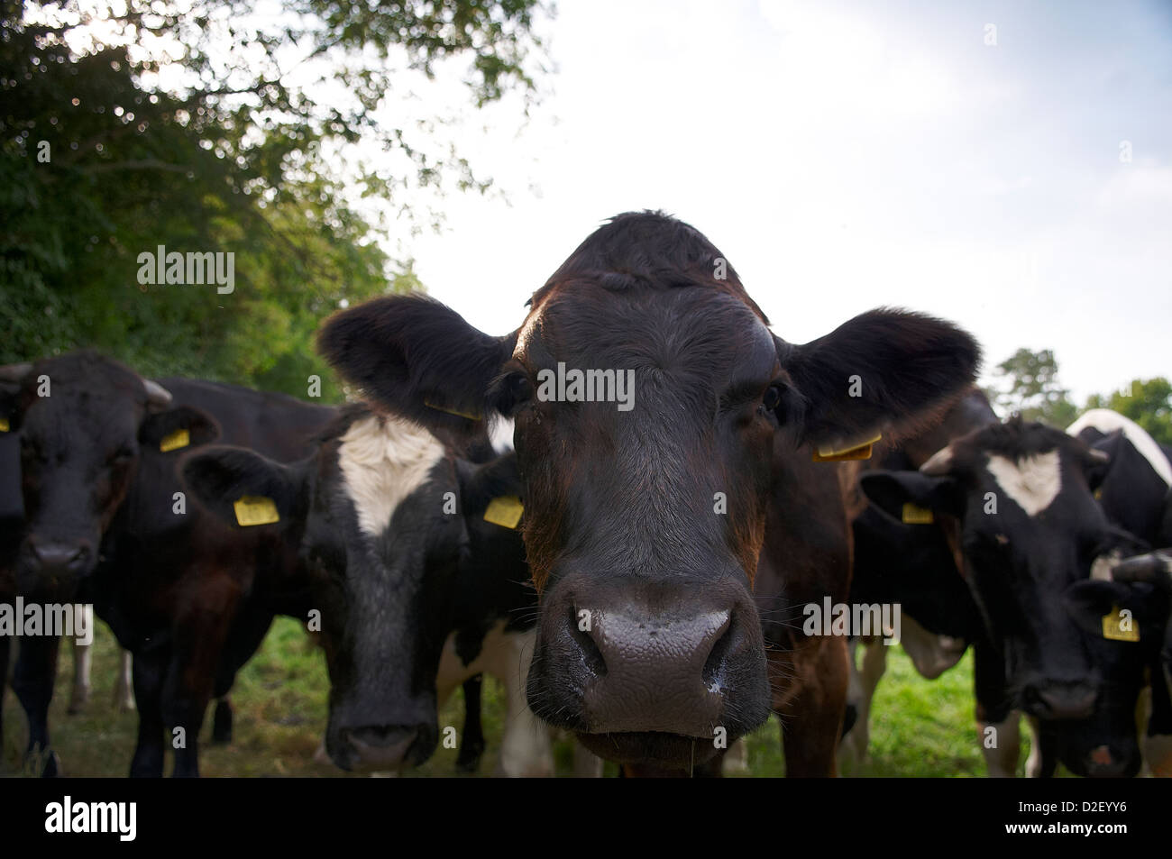 Vacche da latte Foto Stock