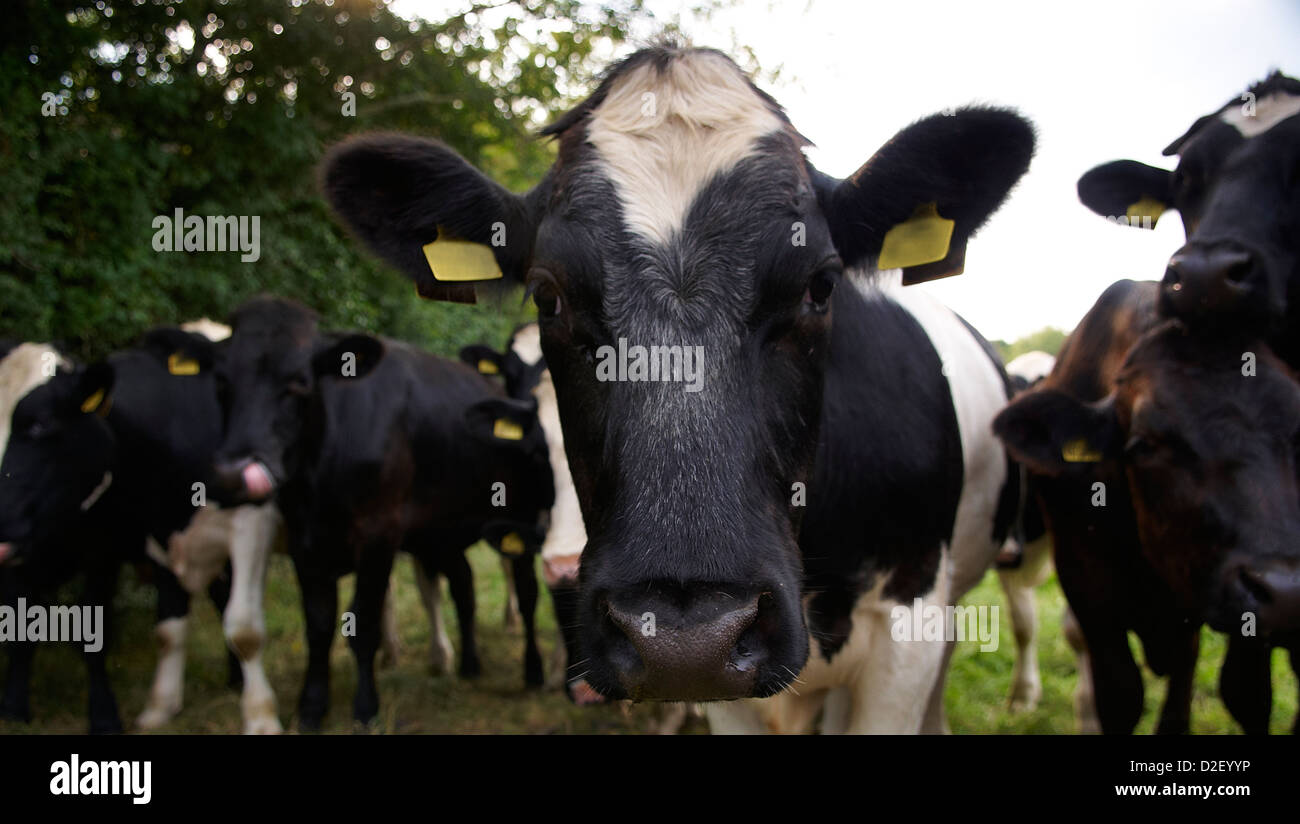 Vacche da latte Foto Stock