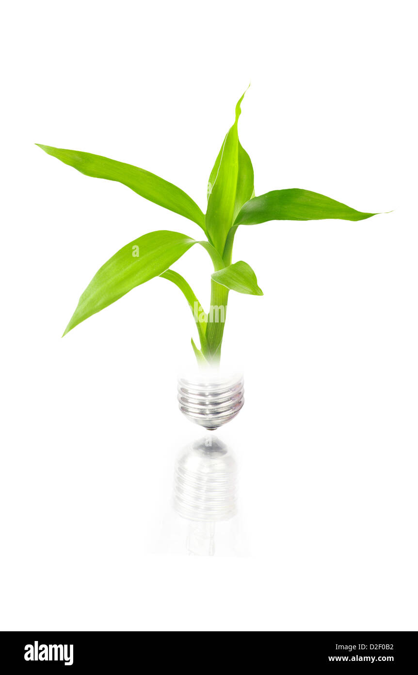 Concetto di eco: lampadina con impianto interno isolato su bianco Foto Stock