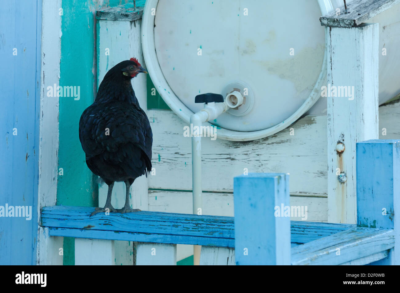 Pollo arroccato su un serbatoio di acqua a Ragged Island Bahamas Foto Stock