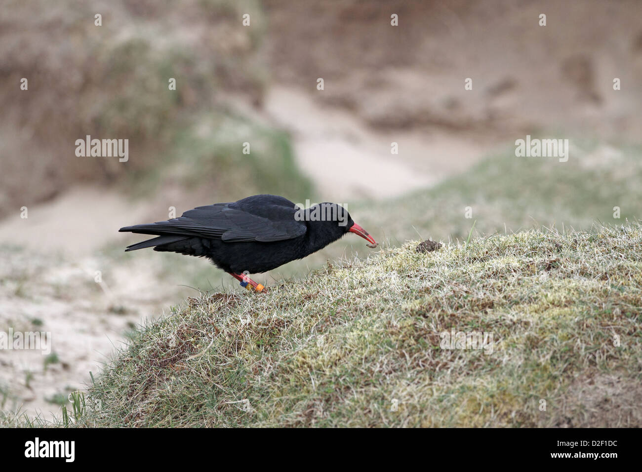 Rosso-fatturati, CHOUGH Pyrrhocorax pyrrhocorax verme di estrazione dal terreno Foto Stock