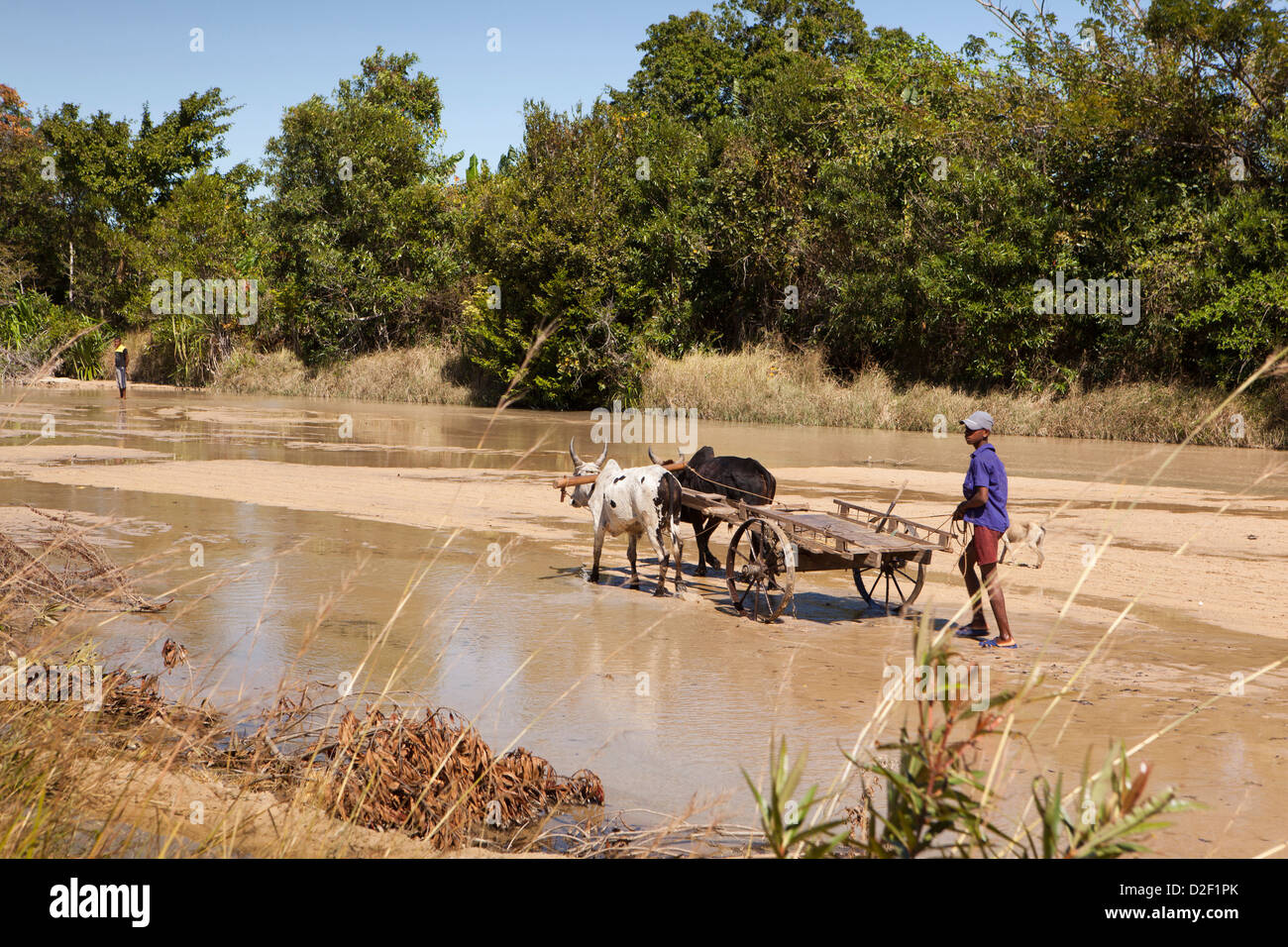 Madagascar, uomo alla guida di zebù carrello lungo il fiume Mariarano nella stagione secca Foto Stock