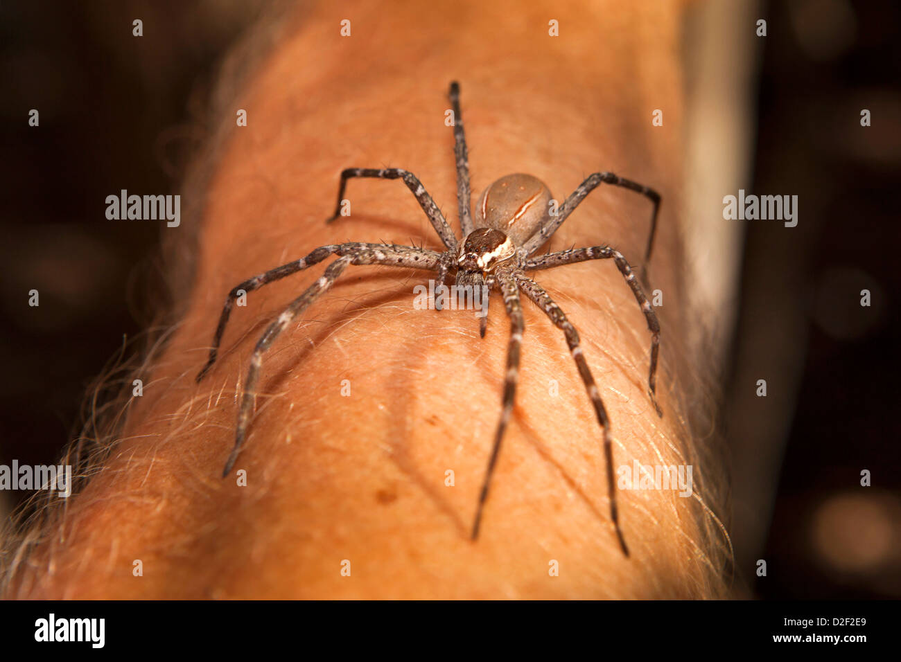 Madagascar, foresta secca, ragno di grandi dimensioni sul braccio di funzionamento Wallacea scienziato Foto Stock