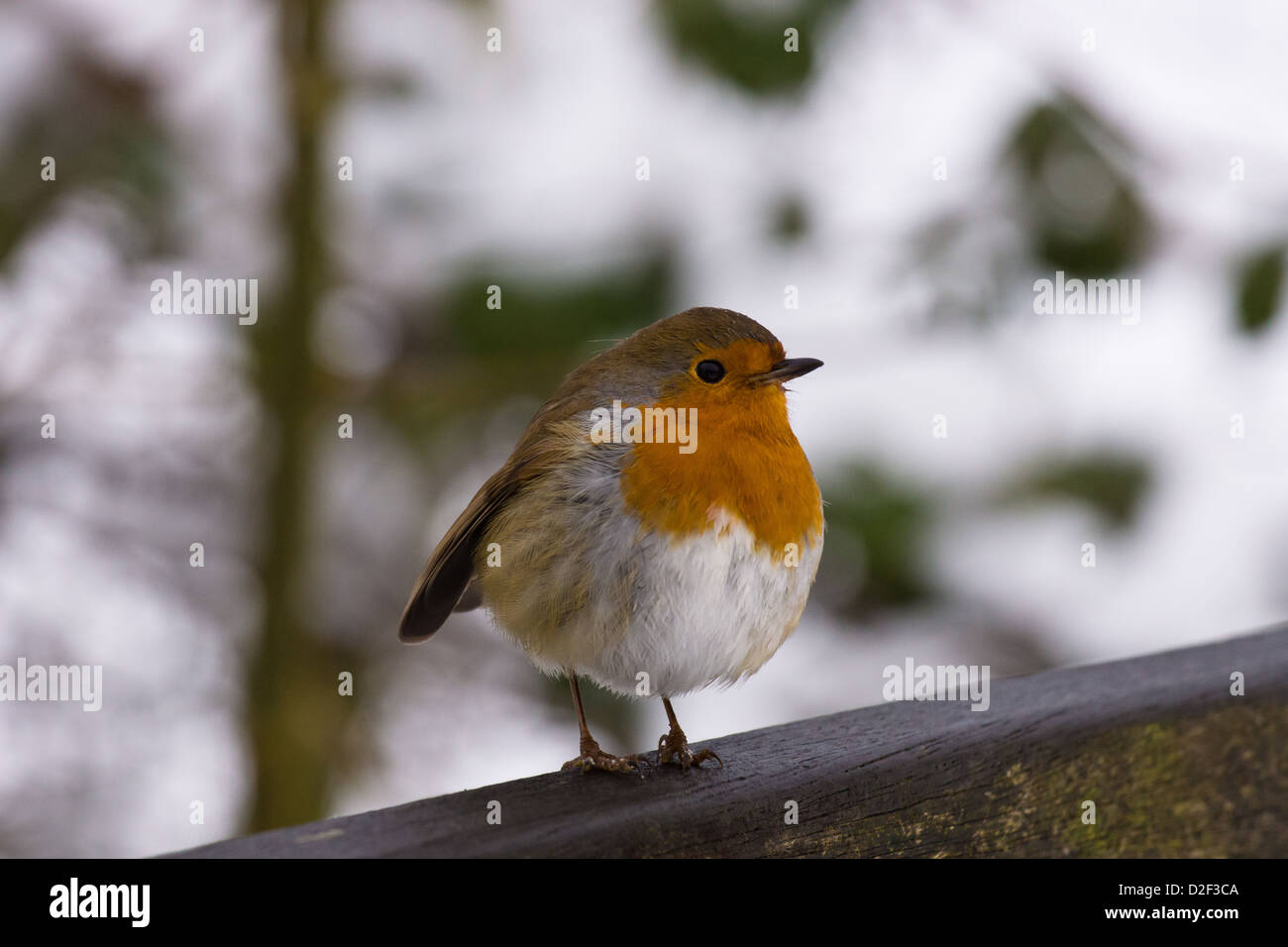 Un robin appollaiato su un un recinto Erithacus rubecula Foto Stock