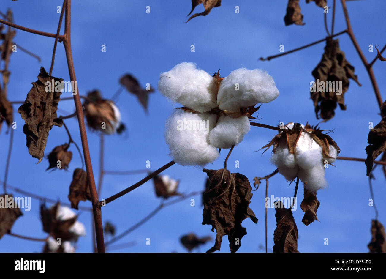 Cotone mature, pronto per raccolta - una delle principali esportazioni del Mali, Africa. Foto Stock