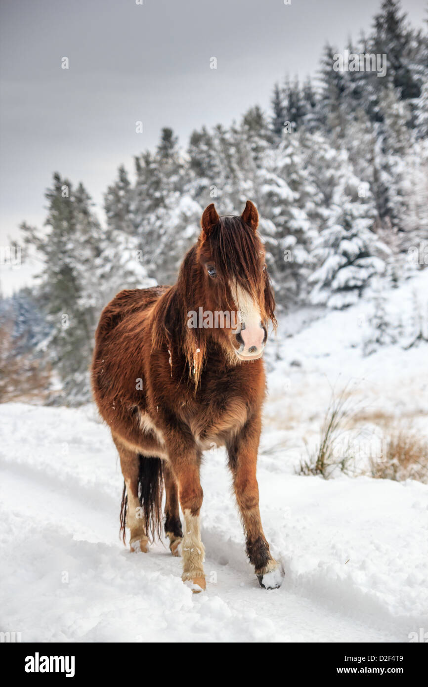 Un selvaggio pony di montagna in una neve e albero coperto paesaggio rurale Foto Stock