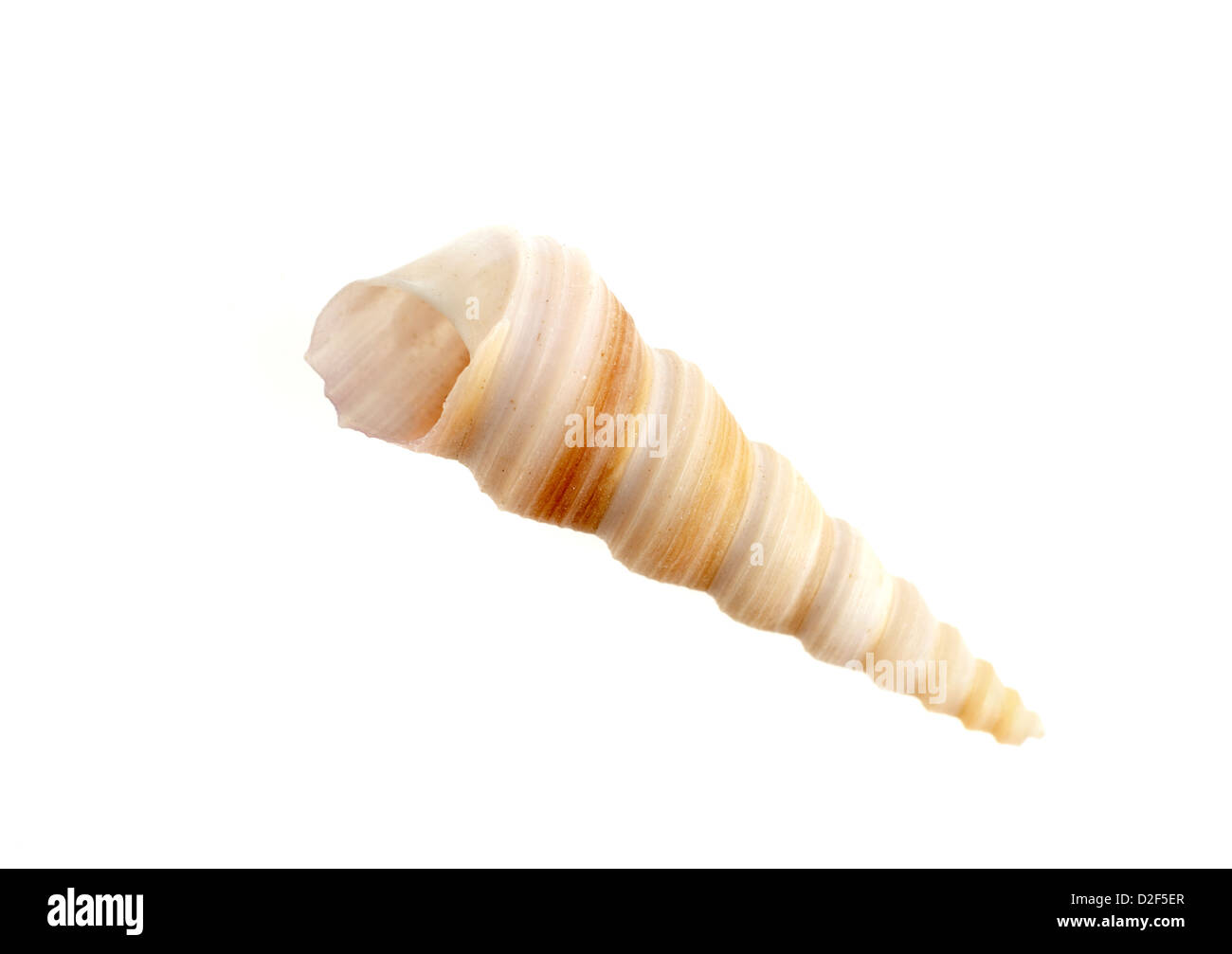 Turritella Turritellidae shell Foto Stock