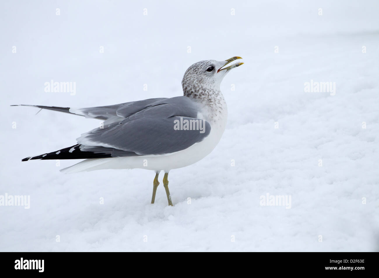 Gabbiano comune Larus canus chiamando nella neve Foto Stock