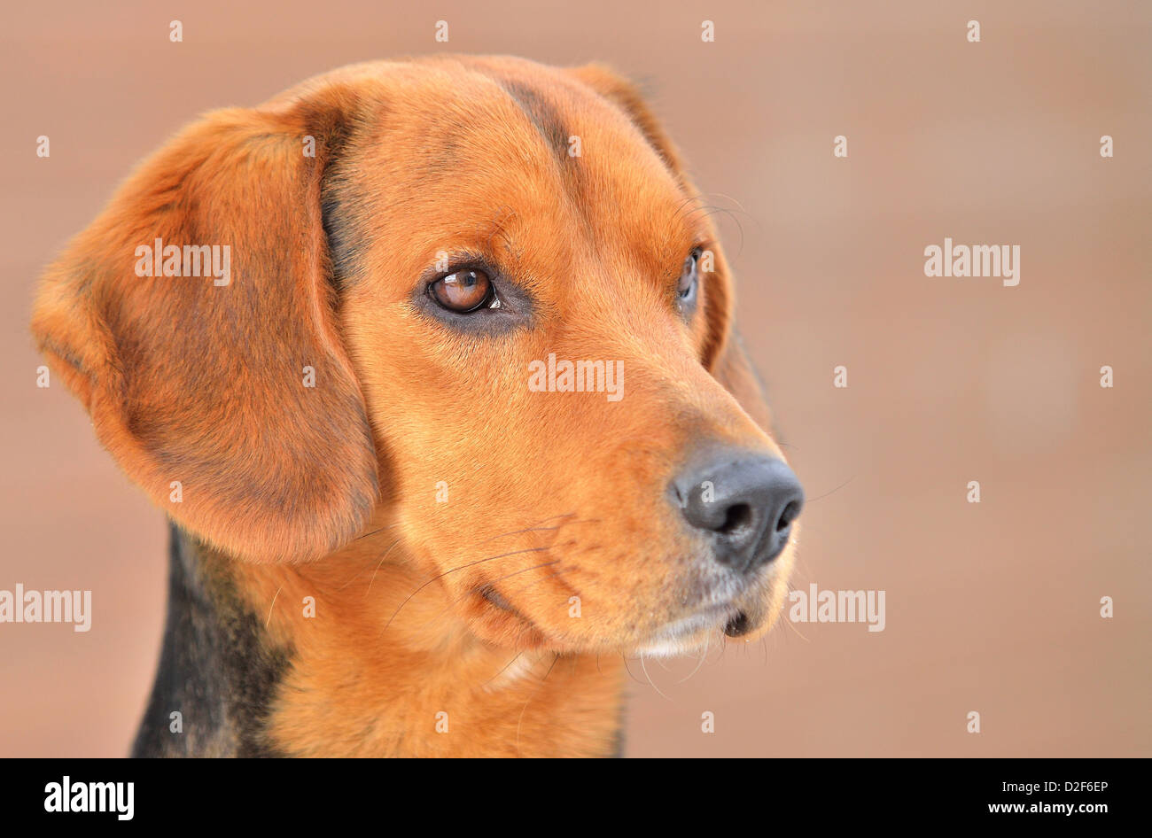 Testa Closeup ritratto di piccolo marrone Beagle. Foto Stock