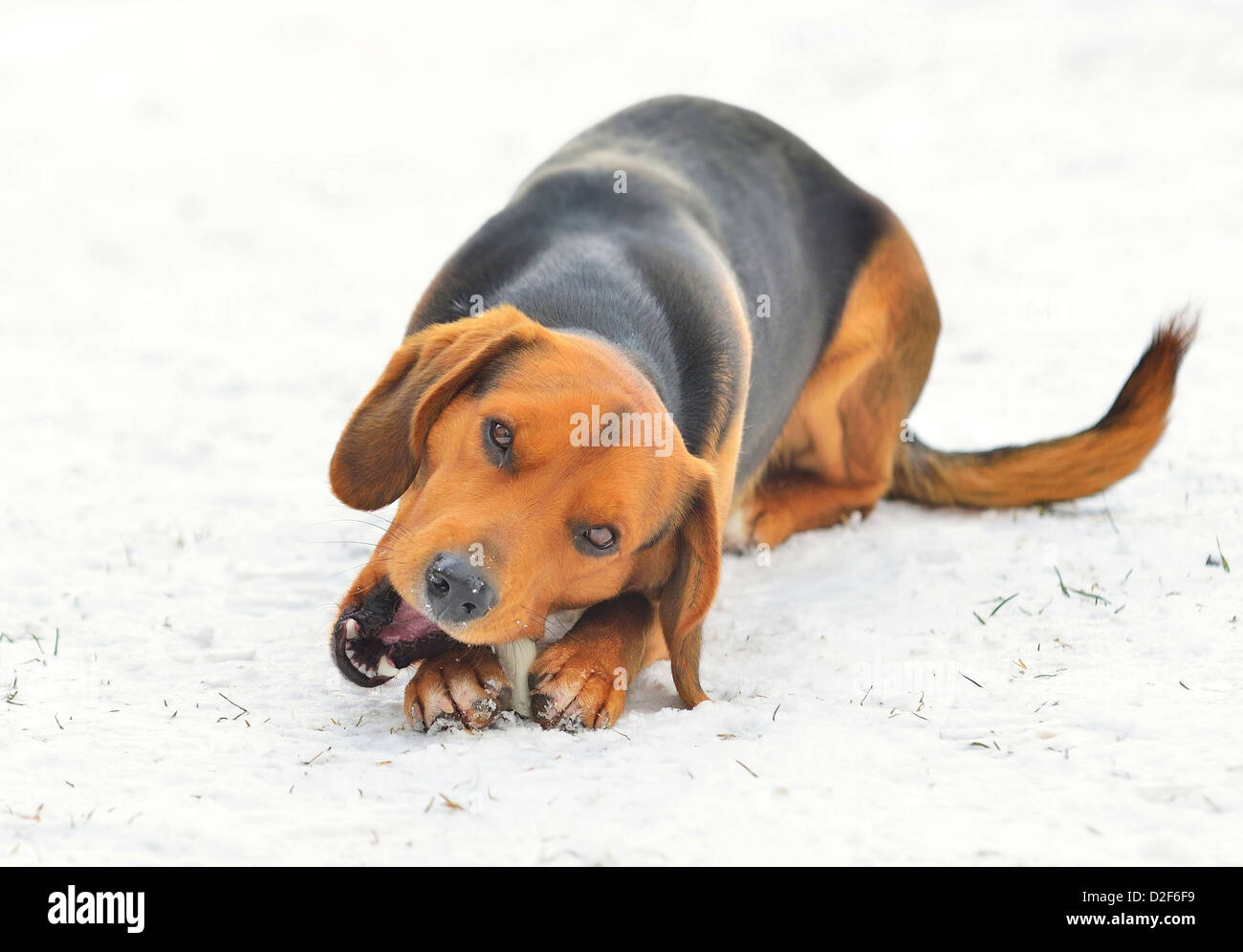 Piccolo marrone Beagle è giocando sulla neve. Foto Stock