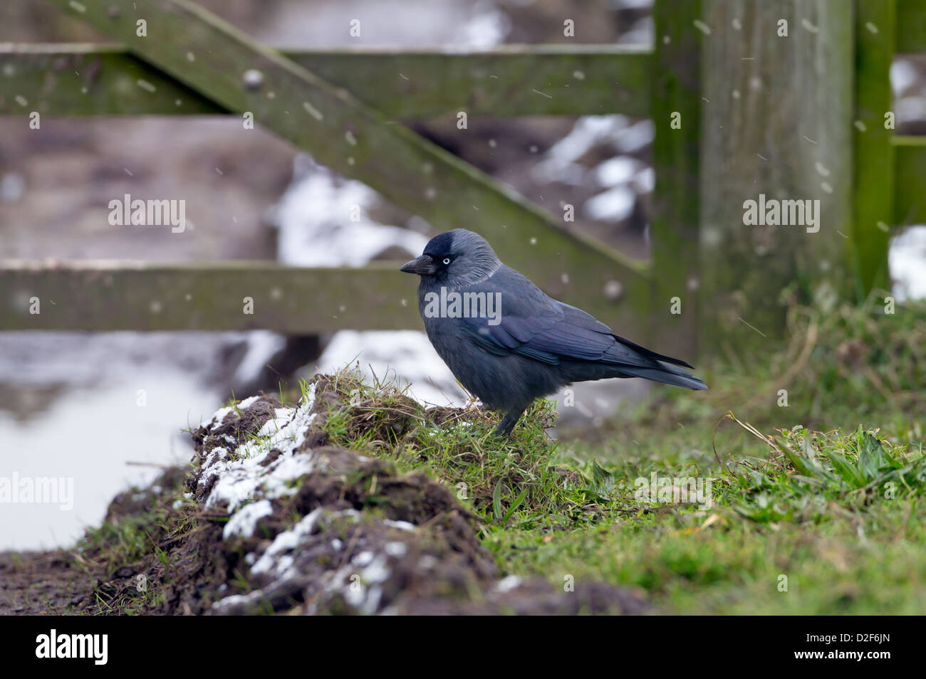 Taccola Corvus monedula alimentando in inverno Foto Stock
