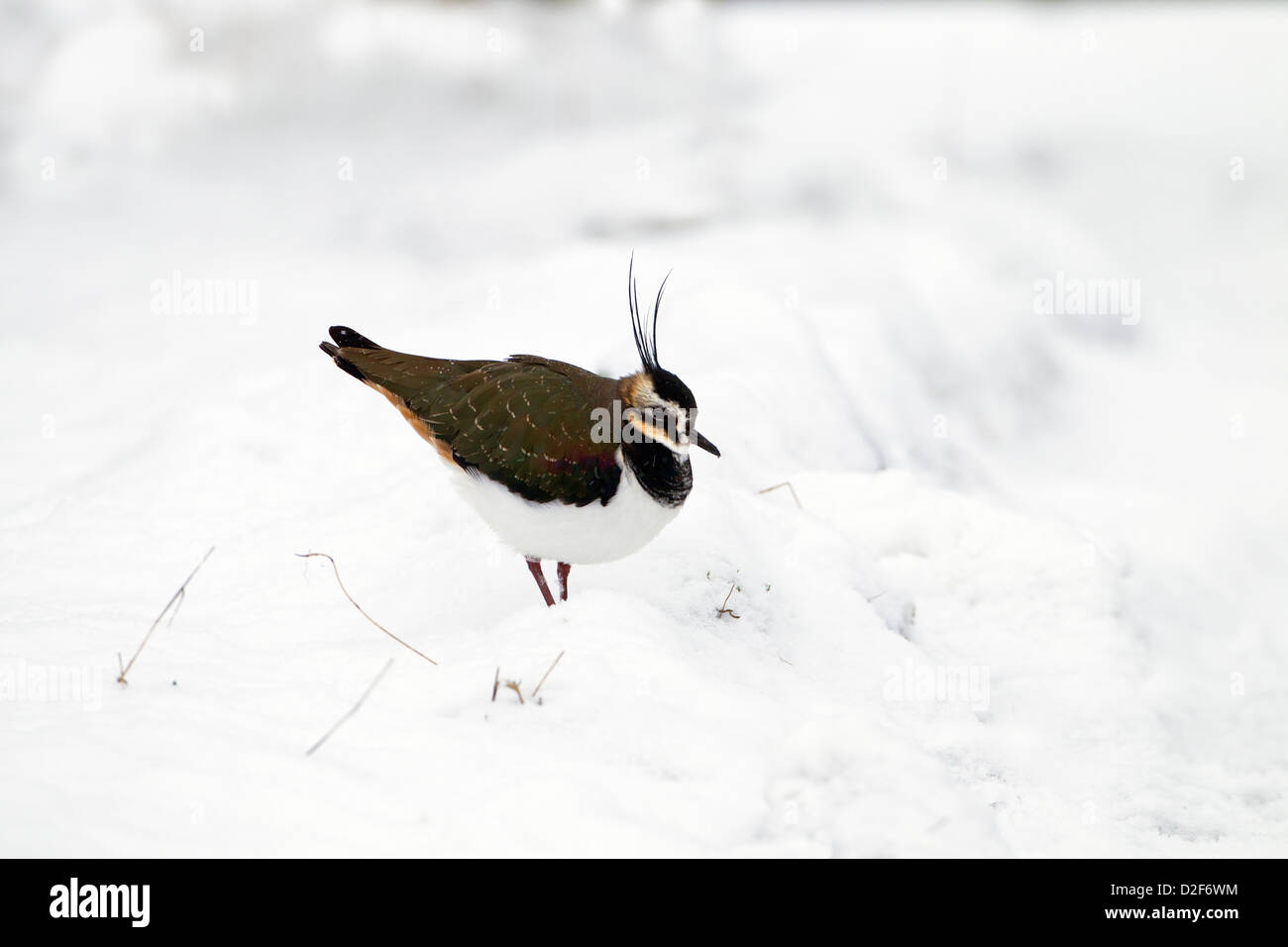 Pavoncella Vanelus vanelus in inverno la neve Foto Stock