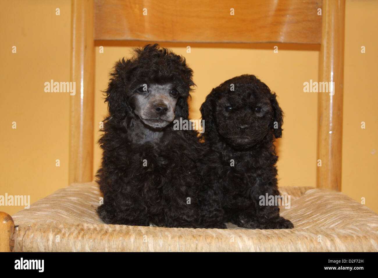 Cane barboncino Pudel / / Caniche , Toy due cuccioli di diversa età (nero) seduto su una sedia Foto Stock