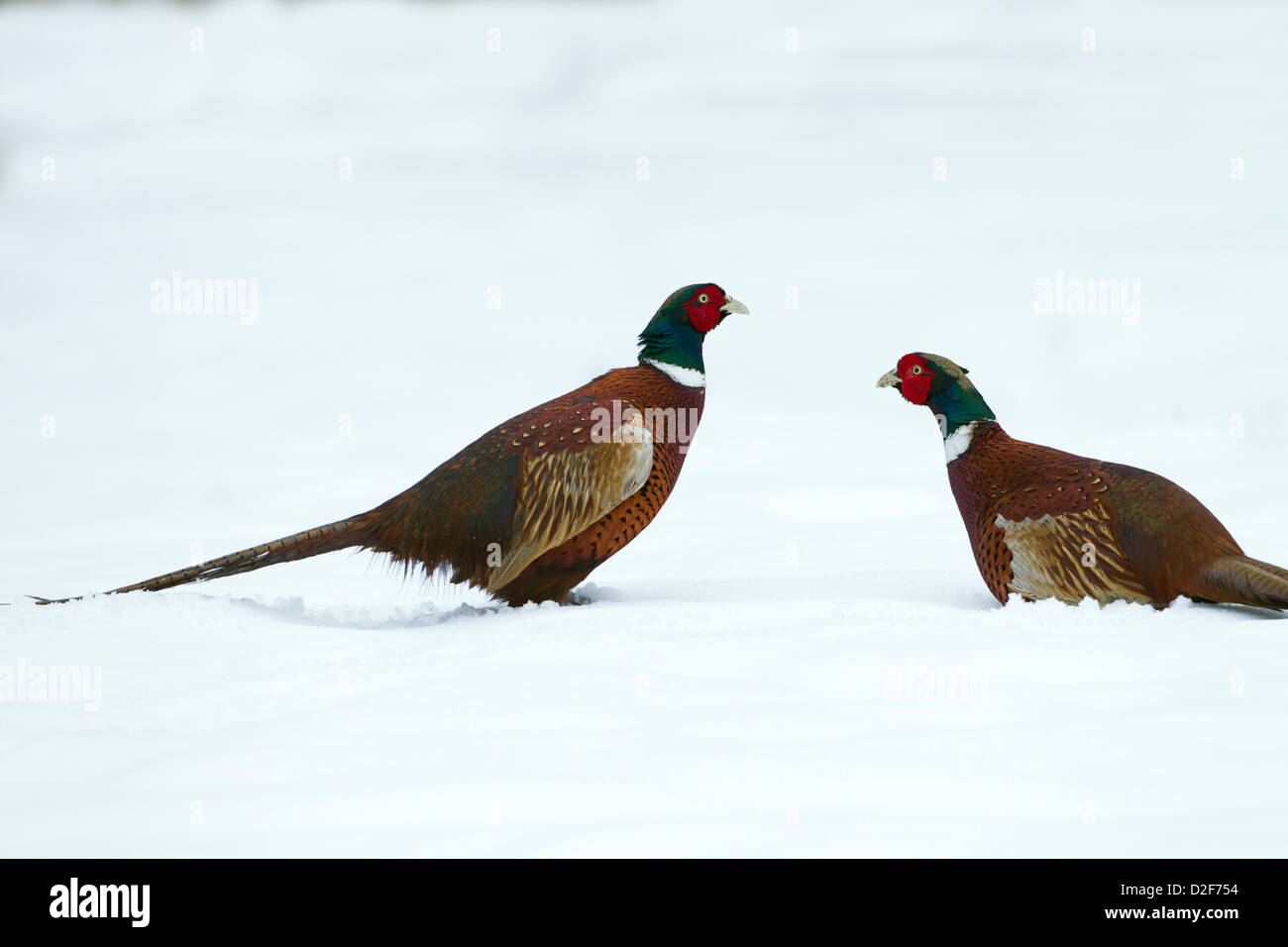 Pheasant Phasianus colchicus maschi combattimenti in coperta di neve campo Foto Stock