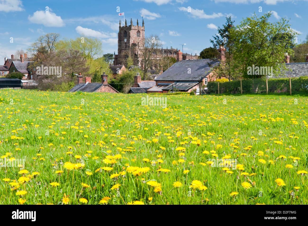 Il tarassaco nel villaggio di Bunbury & San Bonifacio la chiesa di Bunbury, Cheshire, Inghilterra, Regno Unito Foto Stock