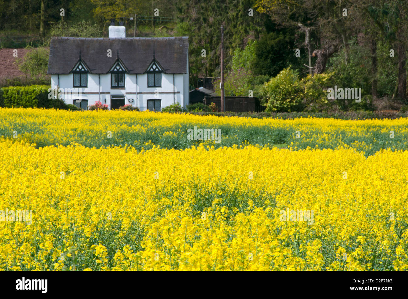 Grazioso Cottage in bianco e giallo campo di colza, vicino Peckforton, Cheshire, Inghilterra, Regno Unito Foto Stock