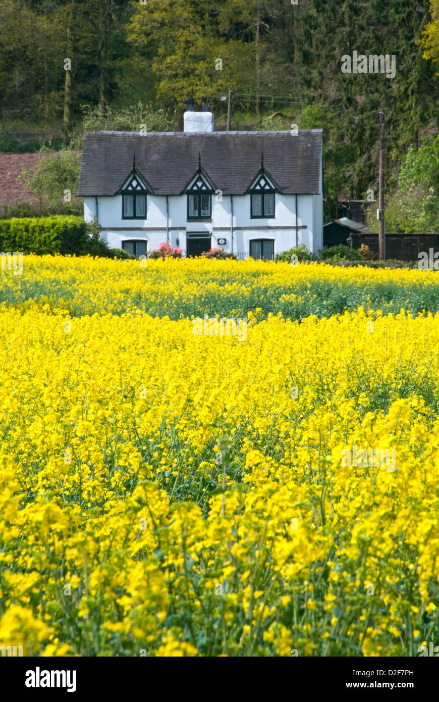 Grazioso Cottage in bianco e giallo campo di colza, vicino Peckforton, Cheshire, Inghilterra, Regno Unito Foto Stock