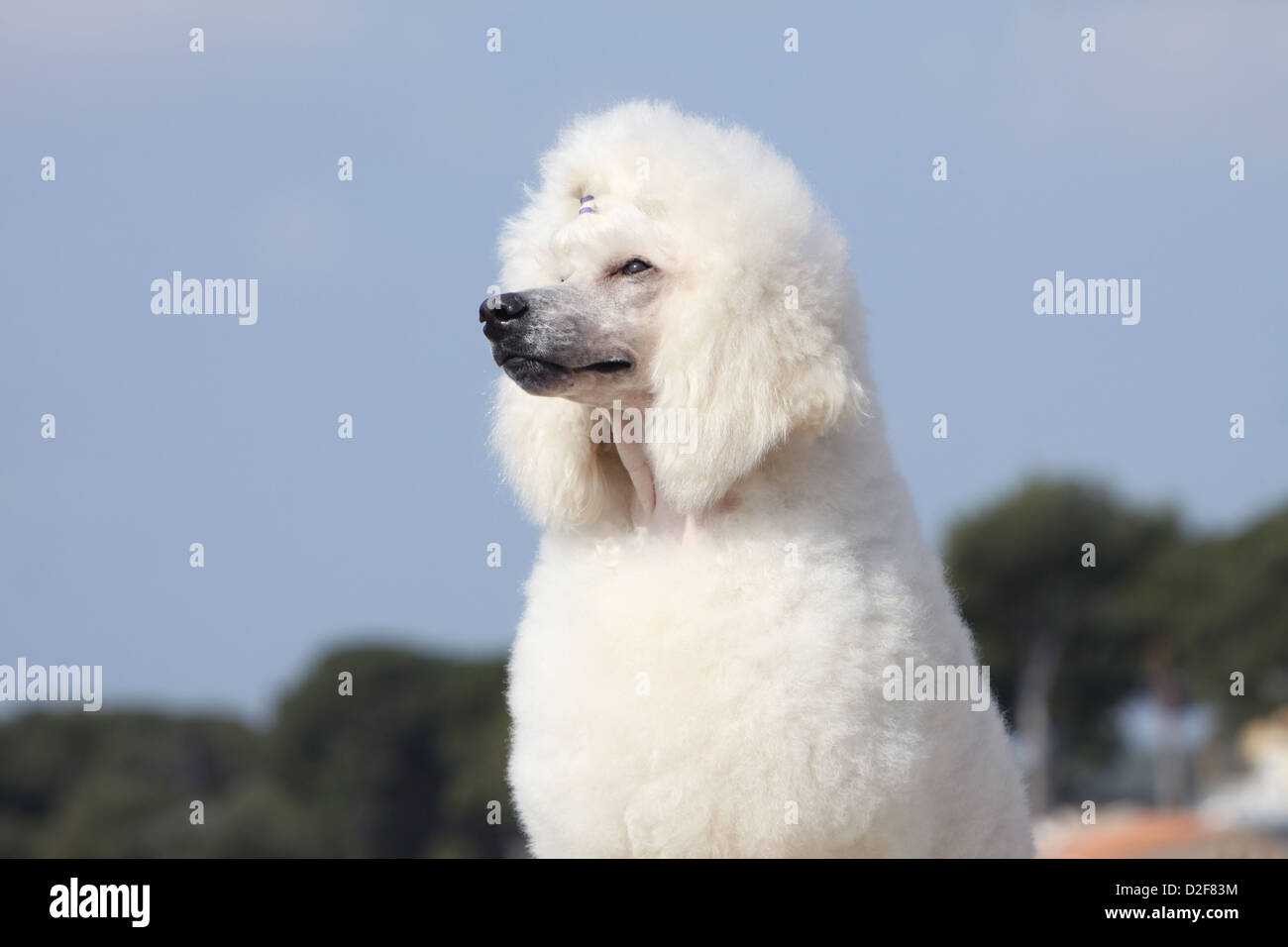 Cane barboncino Pudel / / standard Caniche grande adulti (bianco) ritratto Foto Stock