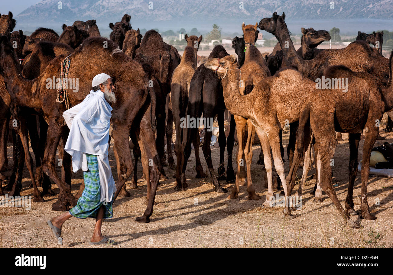 Un cammello herder aziona una mandria attraverso il deserto di Thar verso Pushkar per l'annuale fiera, Rajasthan, India. Foto Stock