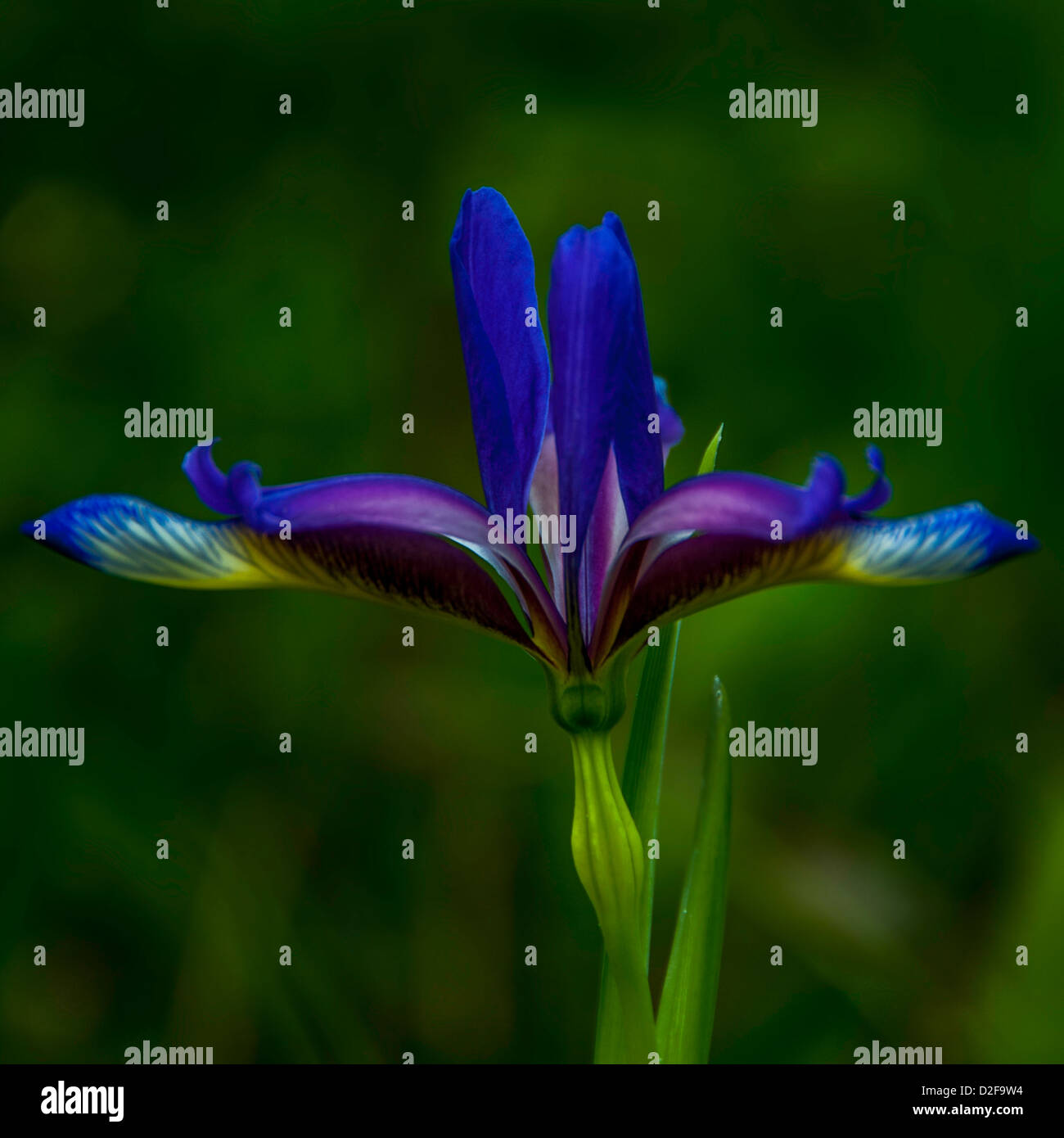 Una testa di fioritura erba-lasciava iris (Iris graminea) Foto Stock