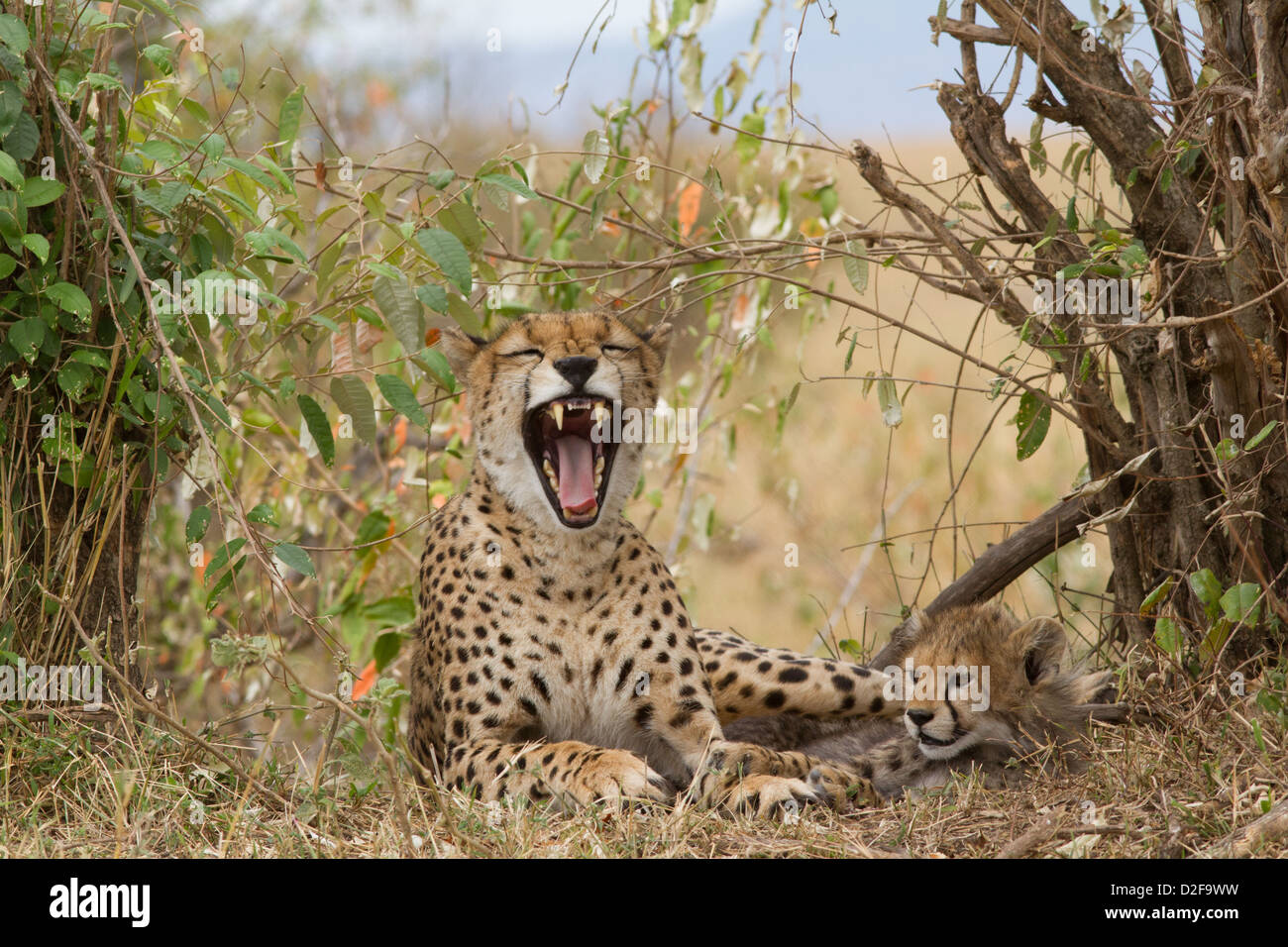 Cheetah madre con imbardata cub appoggiato accanto a lei, il Masai Mara, Kenya (Acinonyx jubatus) Foto Stock