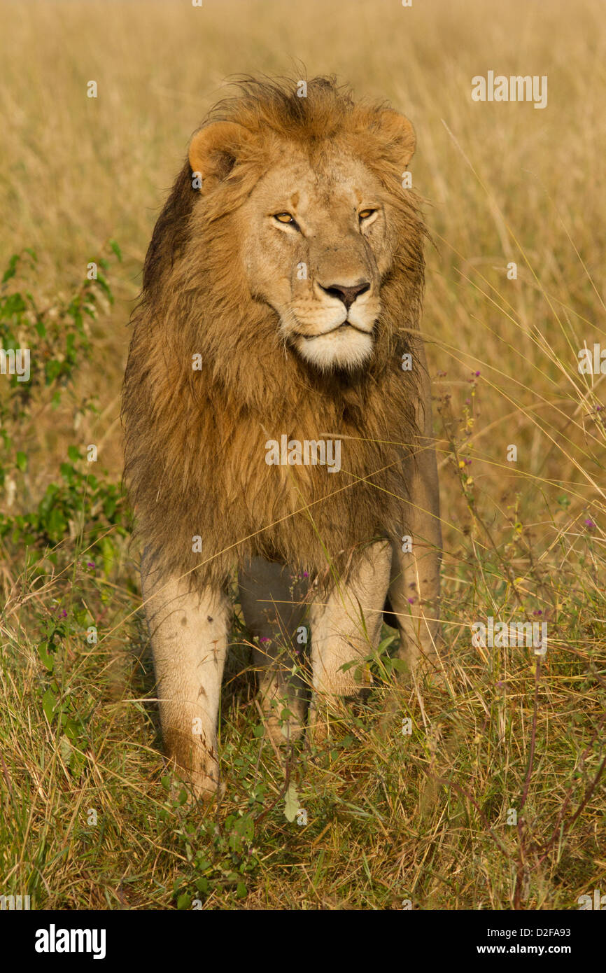 Grandi maale lion che pongono in luce dorata, il Masai Mara, Kenya (Panthera Leo) Foto Stock