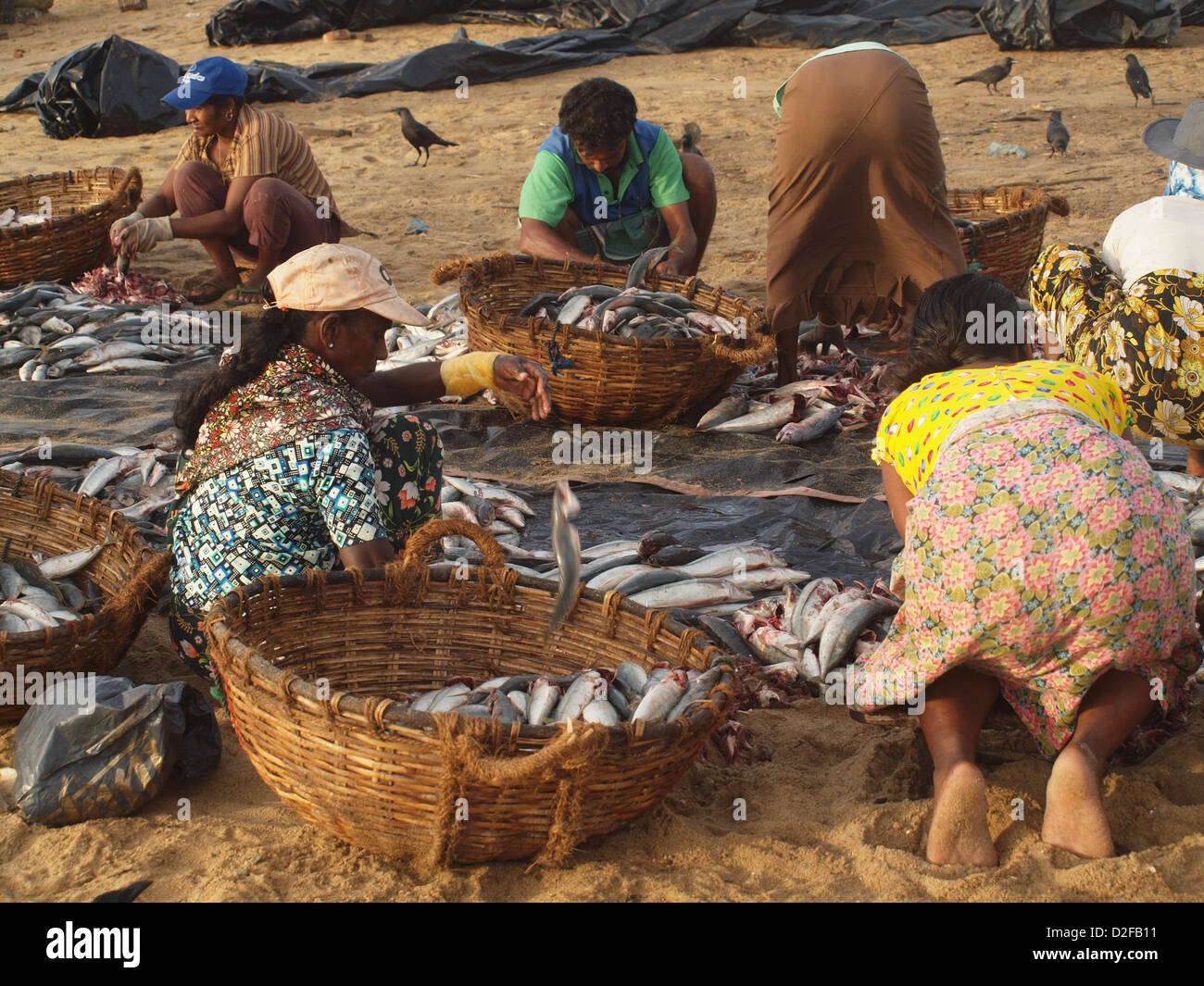 Le donne del villaggio di pescatori di Negombo Sri Lanka ordina e intestino di fresco pesce sbarcato sulla spiaggia Foto Stock