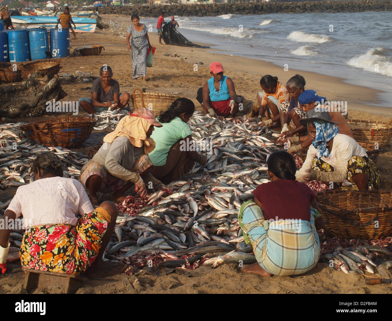 Le donne del villaggio di pescatori di Negombo Sri Lanka ordina e intestino di fresco pesce sbarcato sulla spiaggia pronto per la salatura Foto Stock