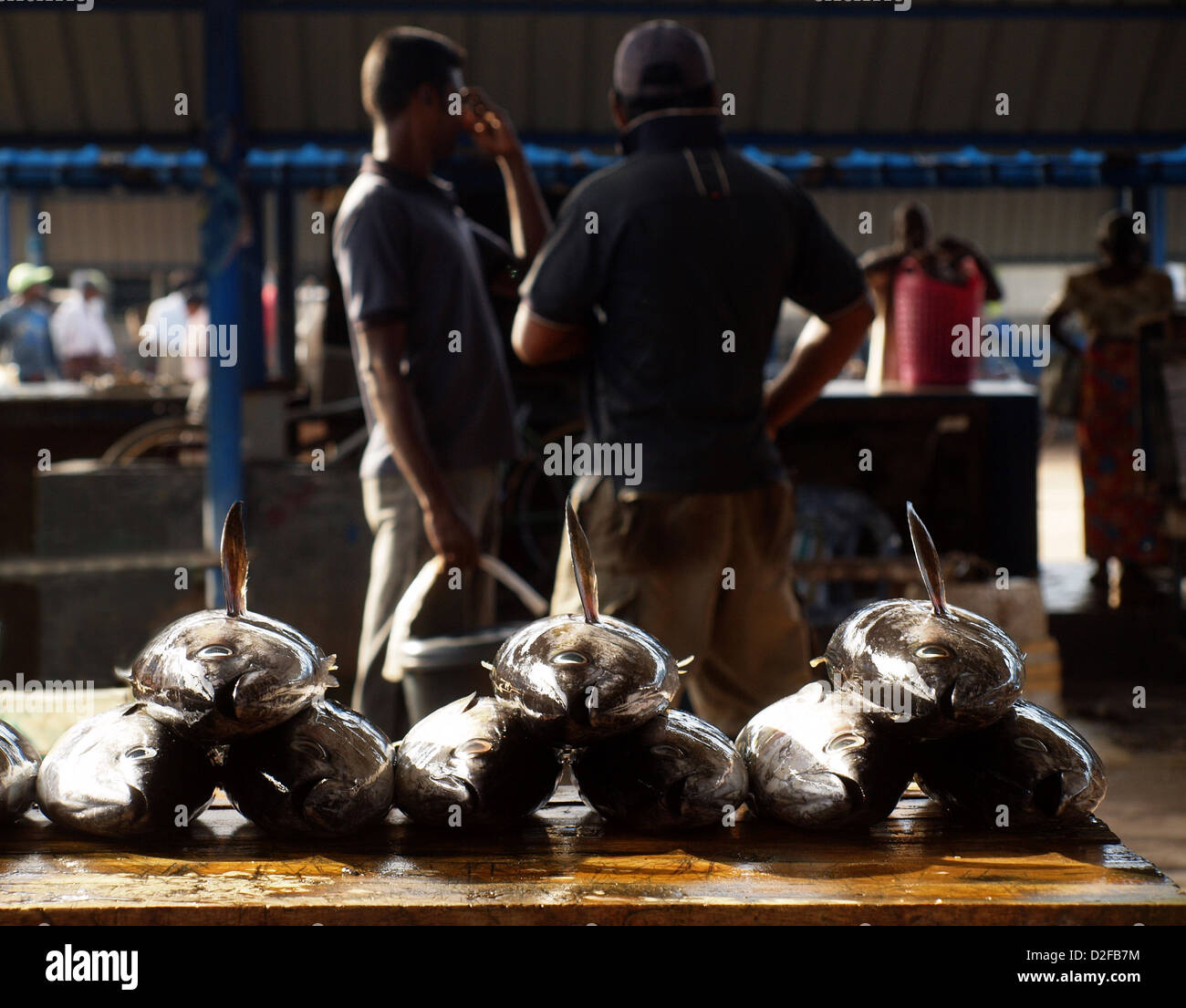 Appena pescati tonni steso su una lastra mentre gli uomini parlare in background al mercato del pesce a Negombo Sri Lanka Foto Stock