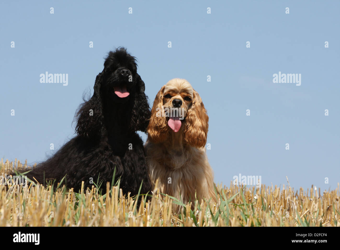Cane American Cocker Spaniel due adulti diversi colori (nero e oro) seduto in un campo Foto Stock