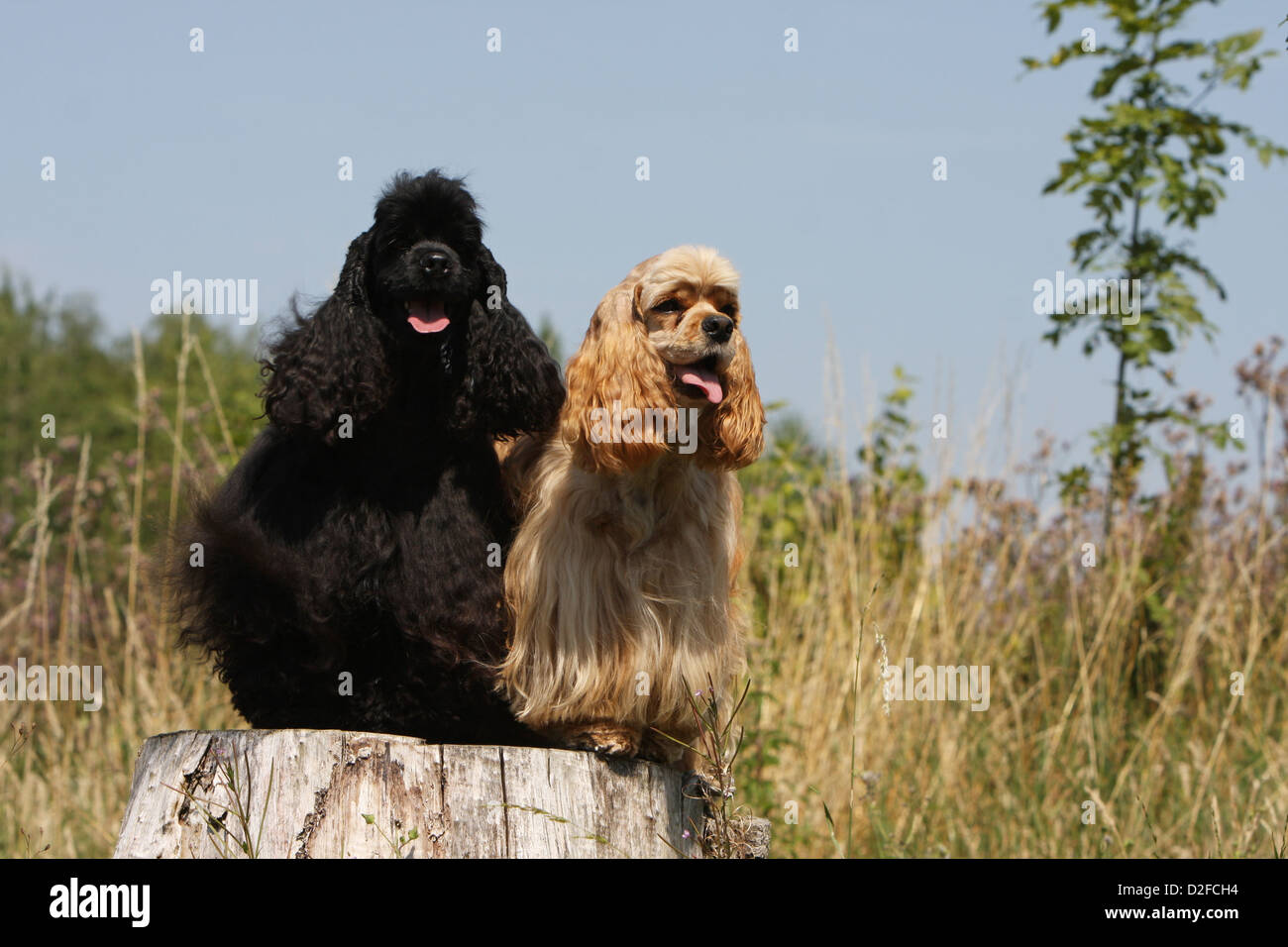 Cane American Cocker Spaniel due adulti diversi colori (nero e oro) seduto su un legno Foto Stock
