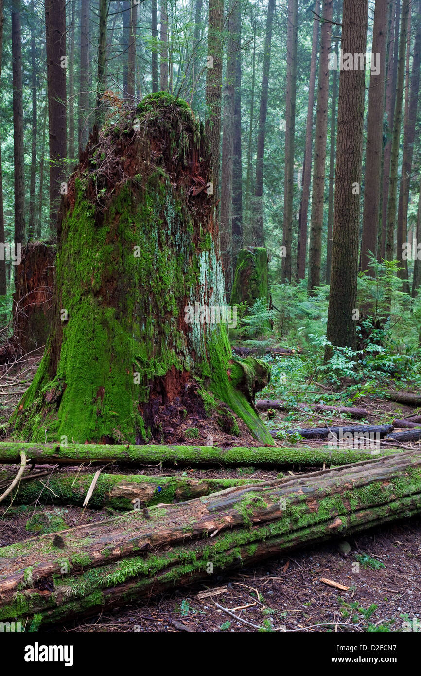 Un vecchio ceppo di albero rimanente dalla registrazione originale della foresta Foto Stock
