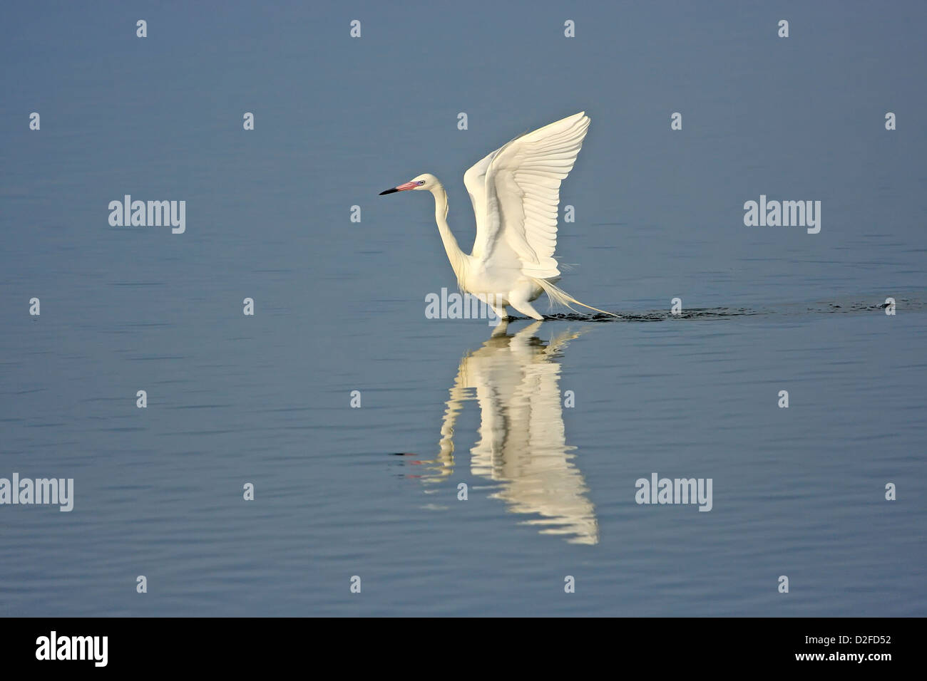 Reddish Garzetta (Egretta rufescens) con morph bianco Foto Stock