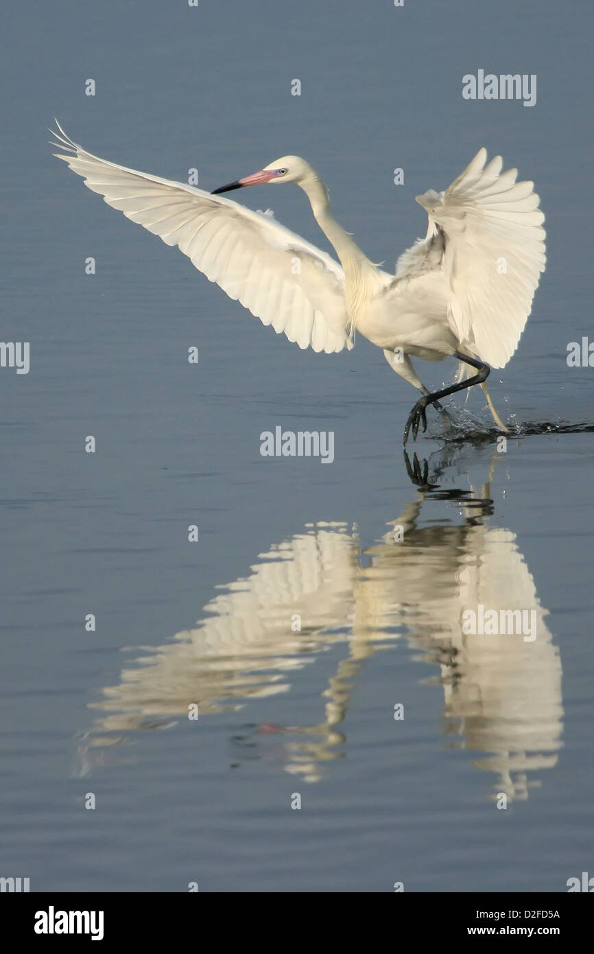 Reddish Garzetta (Egretta rufescens) con morph bianco Foto Stock Reddish Garzetta (Egretta rufescens) con morph bianco Foto Stock